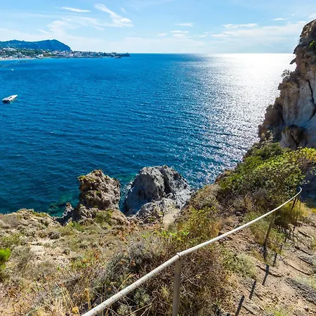 Pitosforo Ischia
